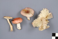 Russula hydrophila image